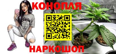 сатива Обь